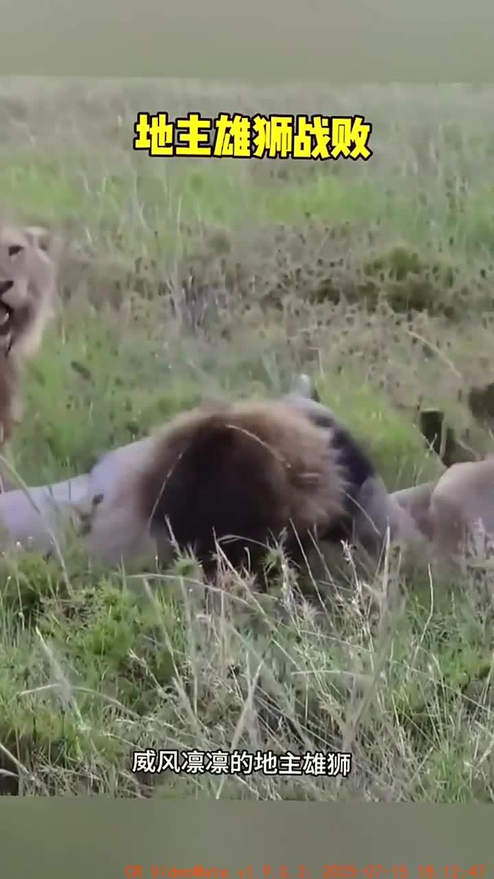 雄狮不敌对手,败北后排名下滑的简单介绍 雄狮不敌对手,败北后排名下滑的简单介绍